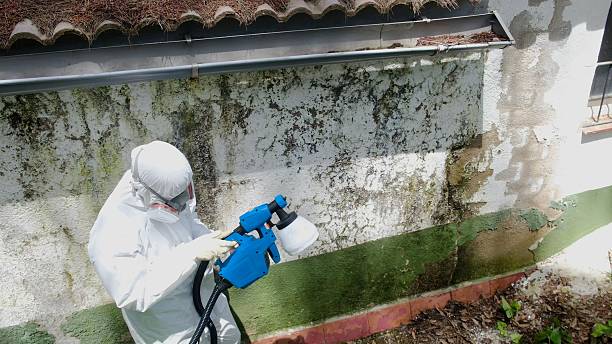 Trusted Black Mold Removal service in Middletown, NJ - Cheap Mold Removal